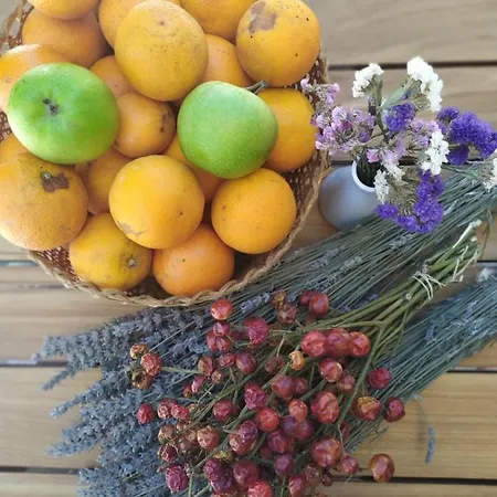 1881 Halil Efendi 3*